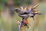 New Zealand Bellbirdborder=